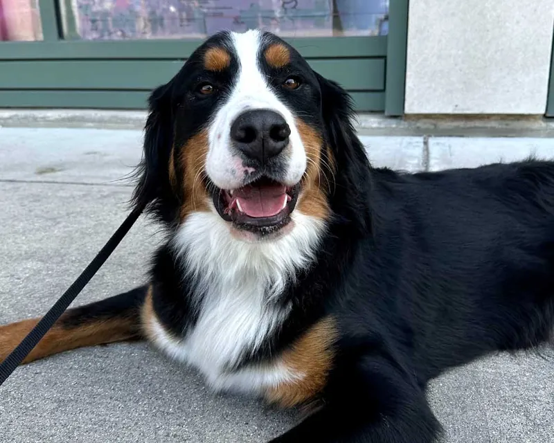 A relaxed Bernese mountain dog lying calmly on a leash after training