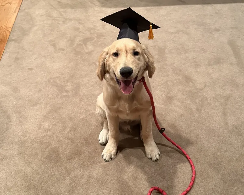 A golden retriever puppy in a graduation cap after finishing K9 Lab training