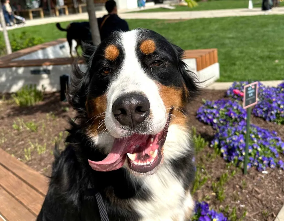 A K9 Lab client dog, a Bernese mountain dog, relaxed on a loose leash in a Denver park